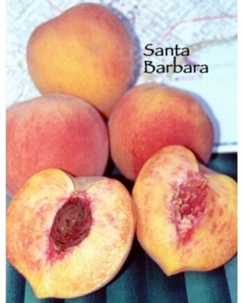 santa barbara peach