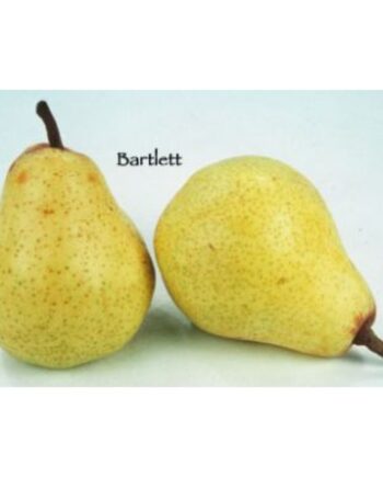 Barlett Pear Tree