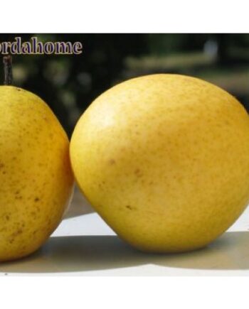 Flordahome pear