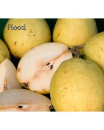 Hood pear fruit