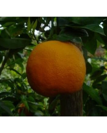 Naranj - Sour Orange Trees نارنج