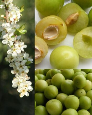 green gage plum fruit