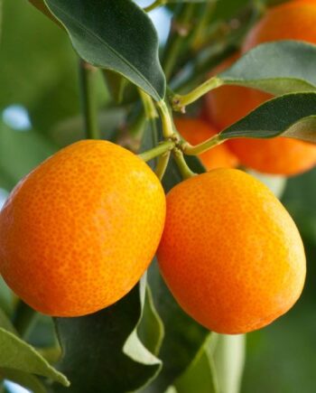 Meiwa kumquat