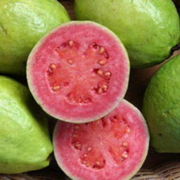 Guava Trees