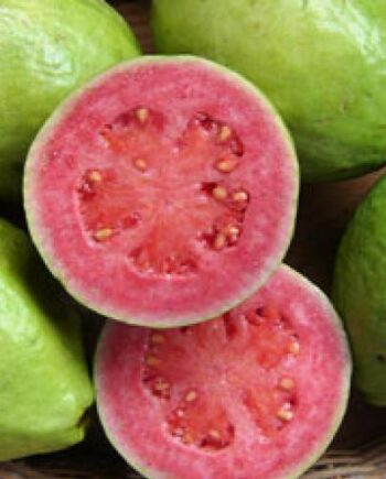 Guava Trees