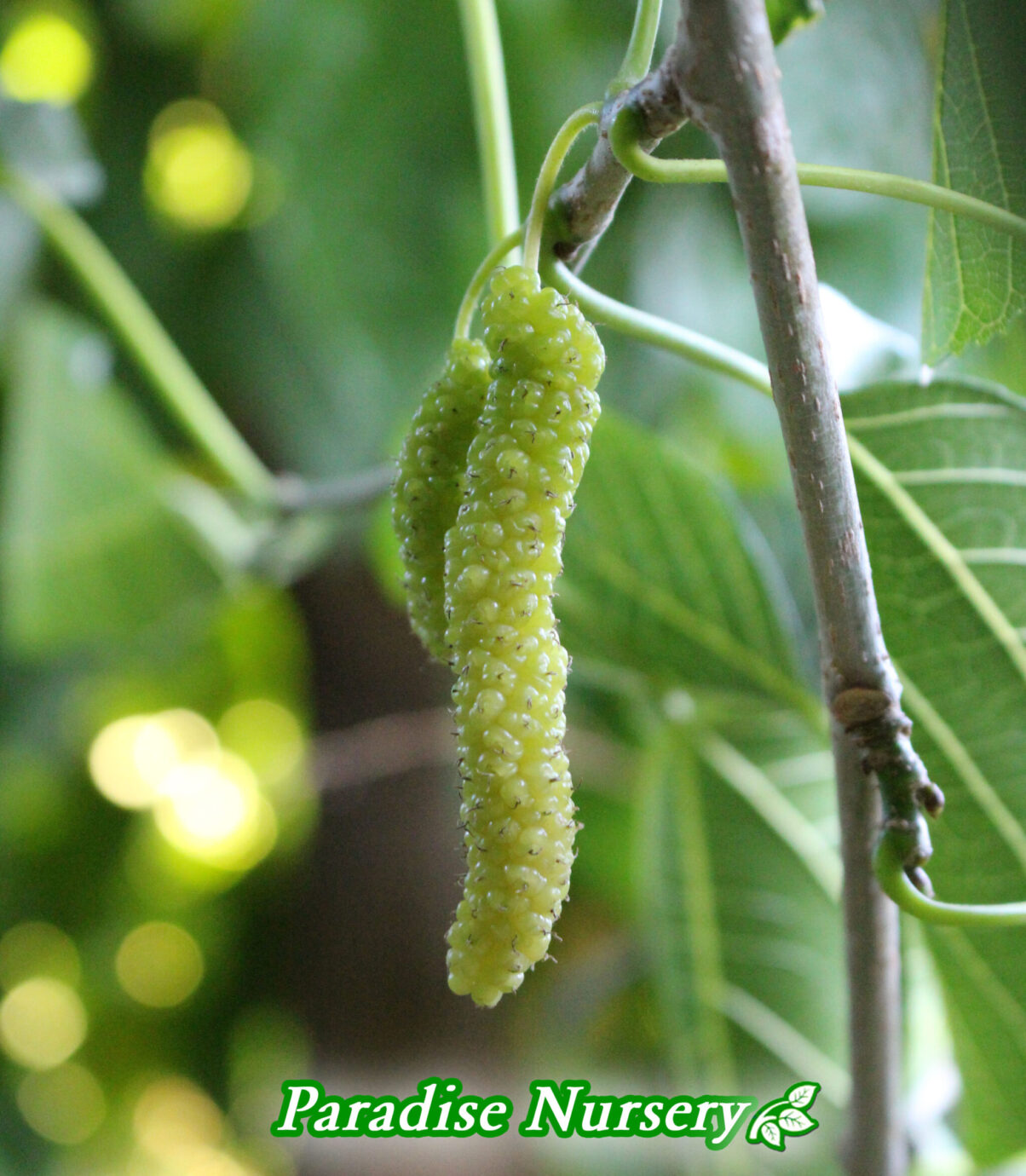 Weeping Mulberry Fruit