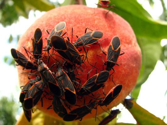what insect is eating my peaches