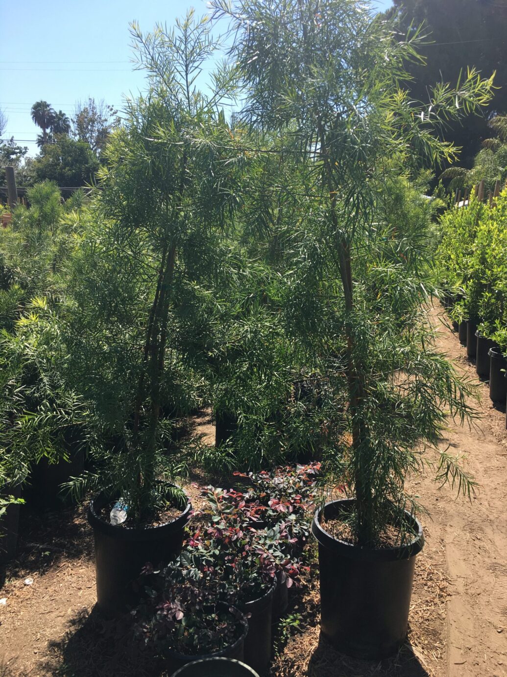 Podocarpus Gracilior For Sale (5 Gallon, 15 Gallon, 24" Box)