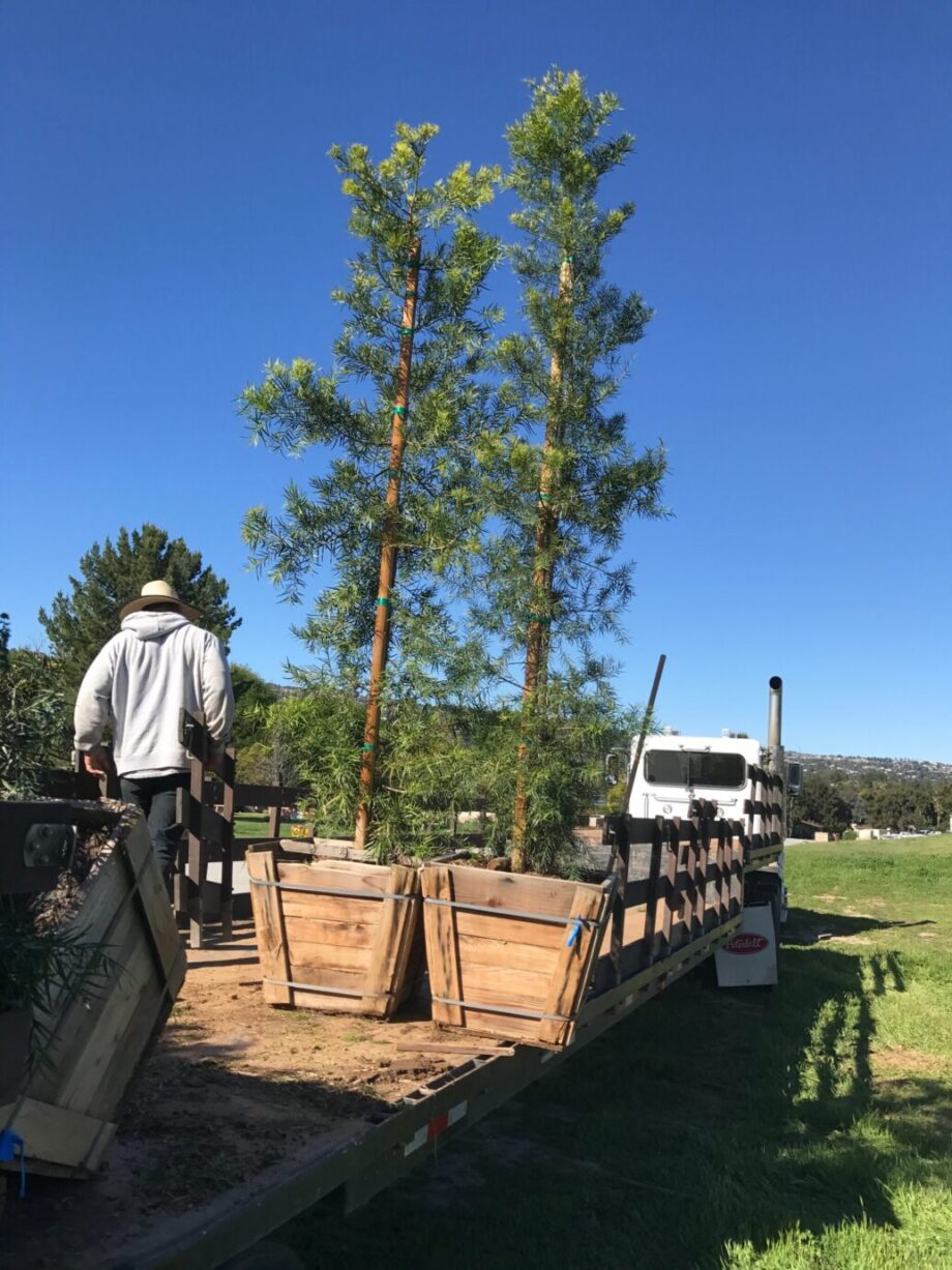 24" Box Podocarpus Gracilior