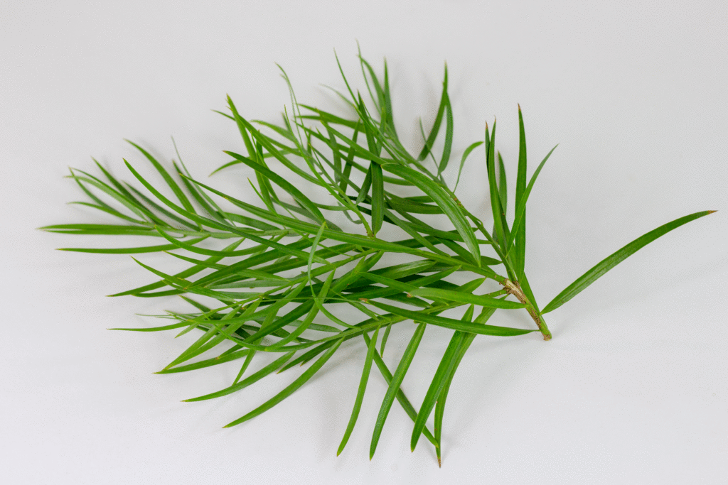 Podocarpus Gracilior leaves