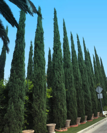 Italian cypress hedge near street