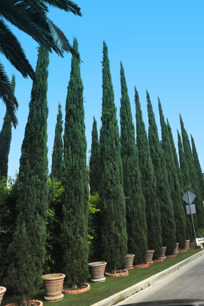 cypress italian trees zone cupressus sempervirens hedge pots info