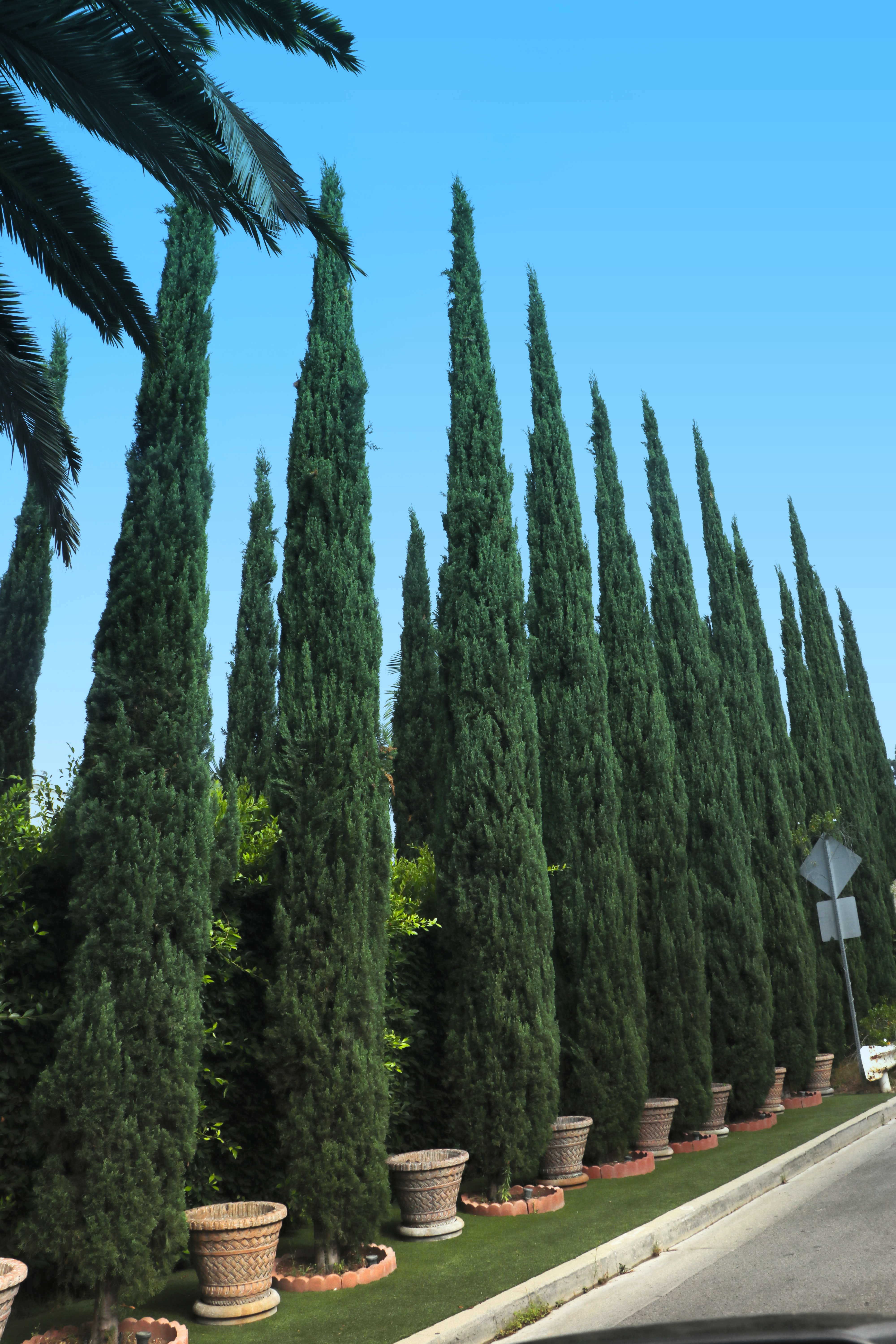 blue cypress tree types