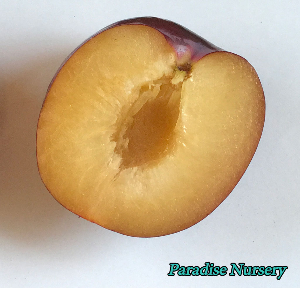 Fortune Plum fruit from tree