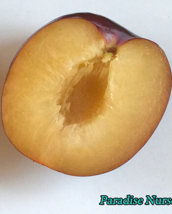 Fortune Plum fruit from tree