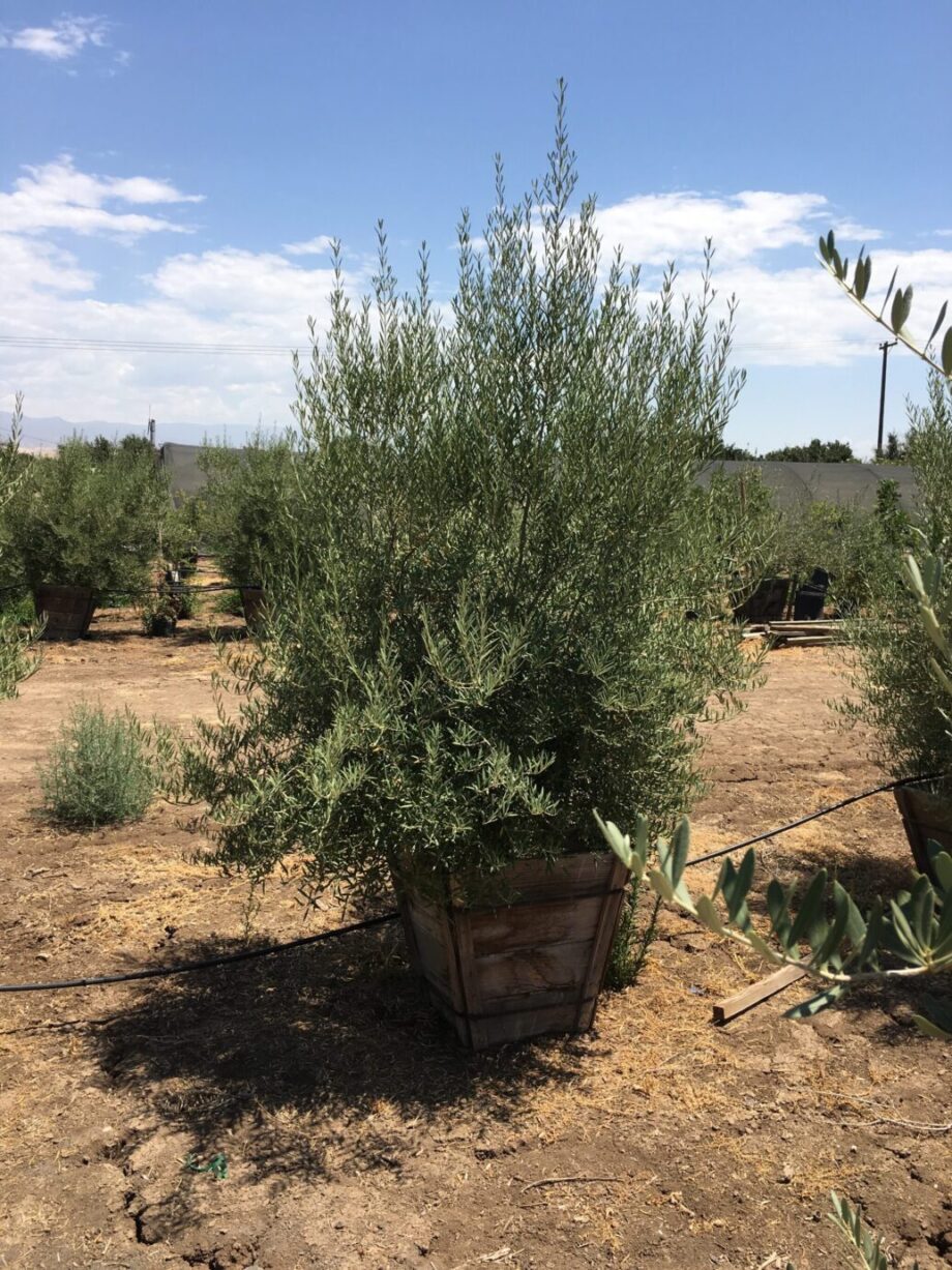 Multi trunk olive tree