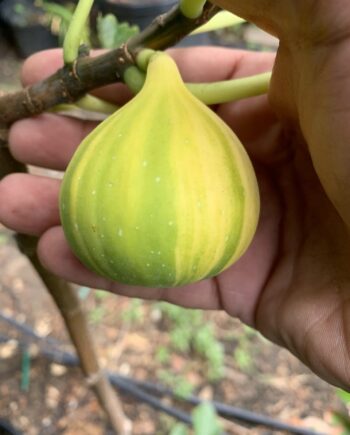 Tiger Stripe Fig