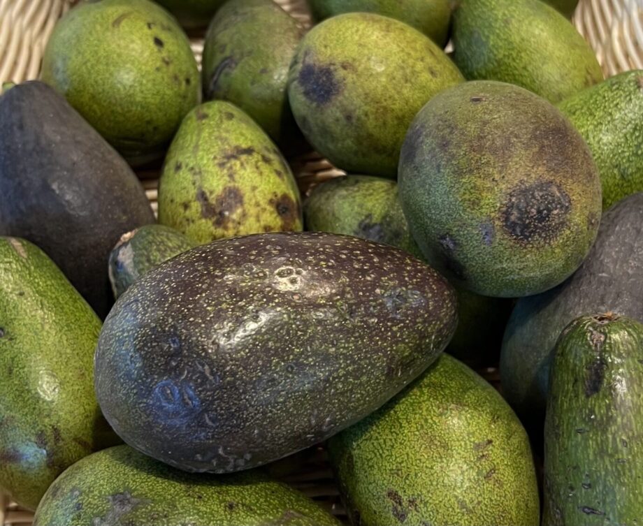 Fuerte avocado