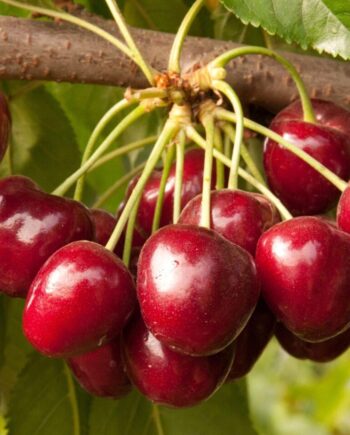 Cherries from a Royal Crimson Cherry Tree