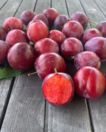 Burgundy Plums from tree