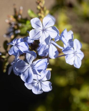 Cape-leadwort-plumbago-auriculata