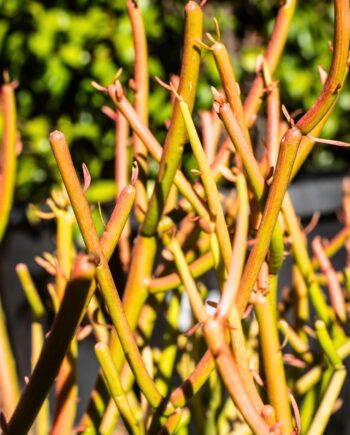 Firesticks-Euphorbia-Tirucalli