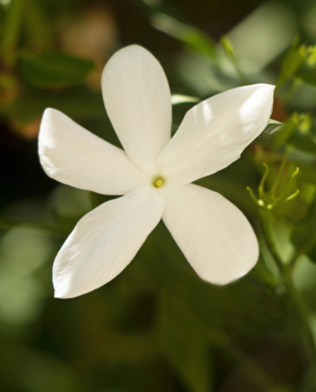 Persian-Jasmine-Shiraz