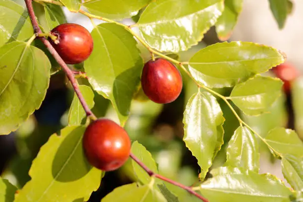 jujube tree for sale