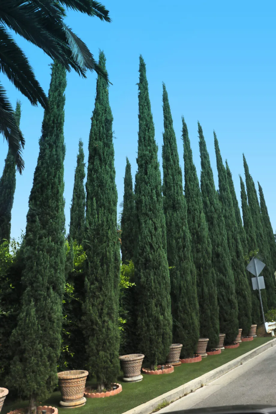 Italian cypress planted